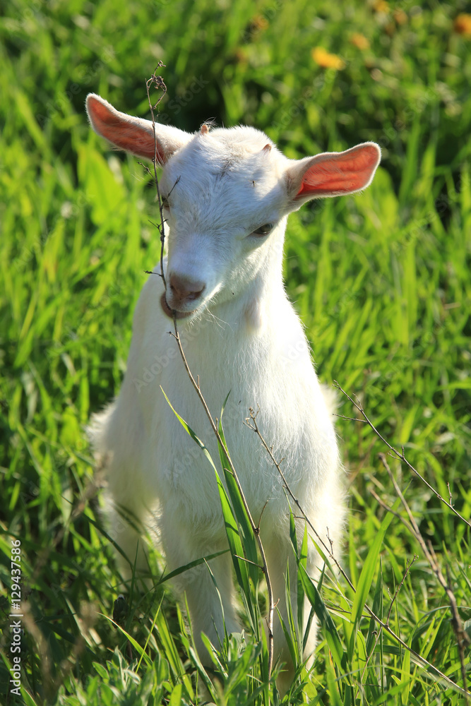 Obraz premium goatling on a meadow