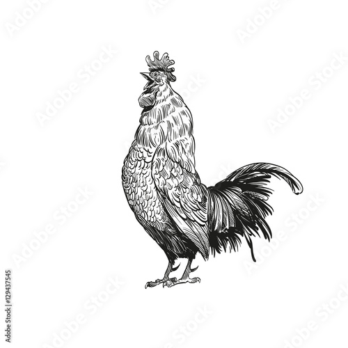 Hand drawn rooster sketch element design. Vector illustration