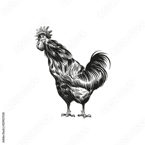Hand drawn rooster sketch element design. Vector illustration