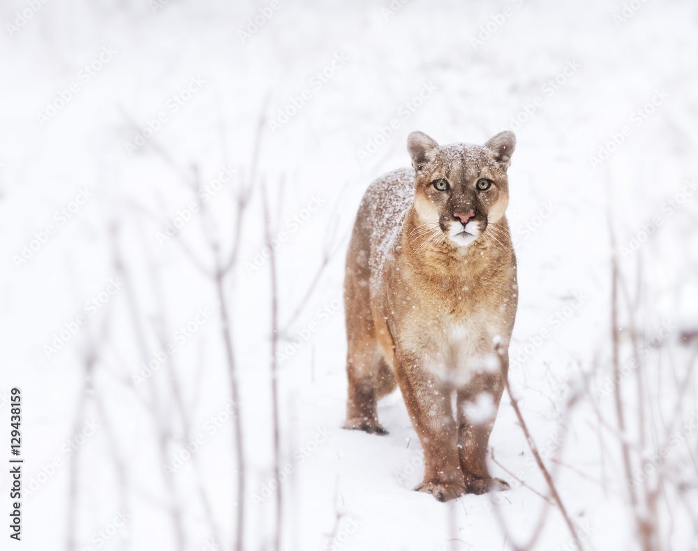 Naklejka premium Puma w lesie, wygląd Mountain Lion, samotny kot na śniegu. oczy drapieżnika
