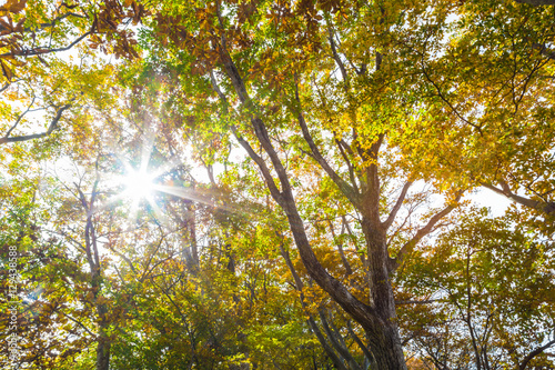 Beautiful color park with colorful trees up risen view