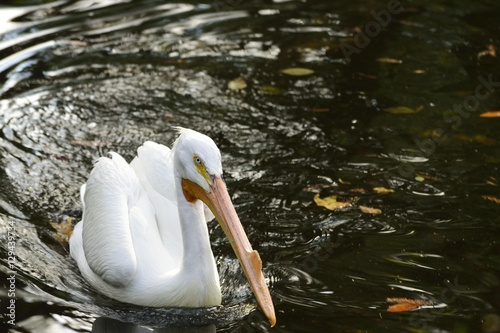 Profile of a breeding American White pelican.