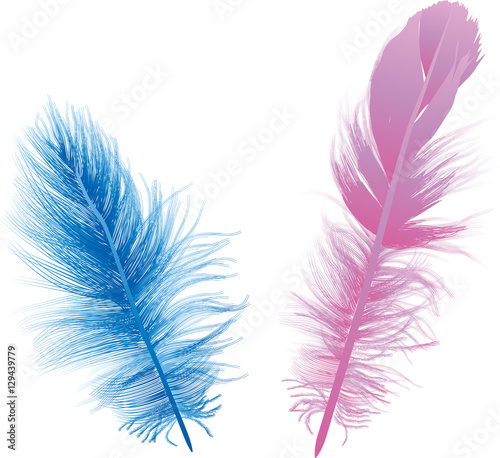 two blue and pink feathers isolated on white