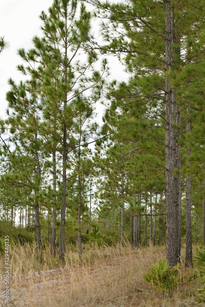Pathway into the Seminole State Forest in Florida. Pathway into the Seminole State Forest in Florida.