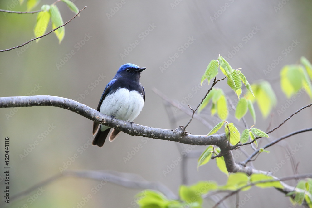 Fototapeta premium オオルリ,スズメ目,ヒタキ科,オオルリ属