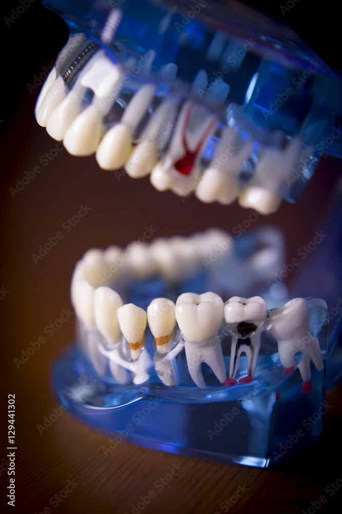Denture for dentistry students