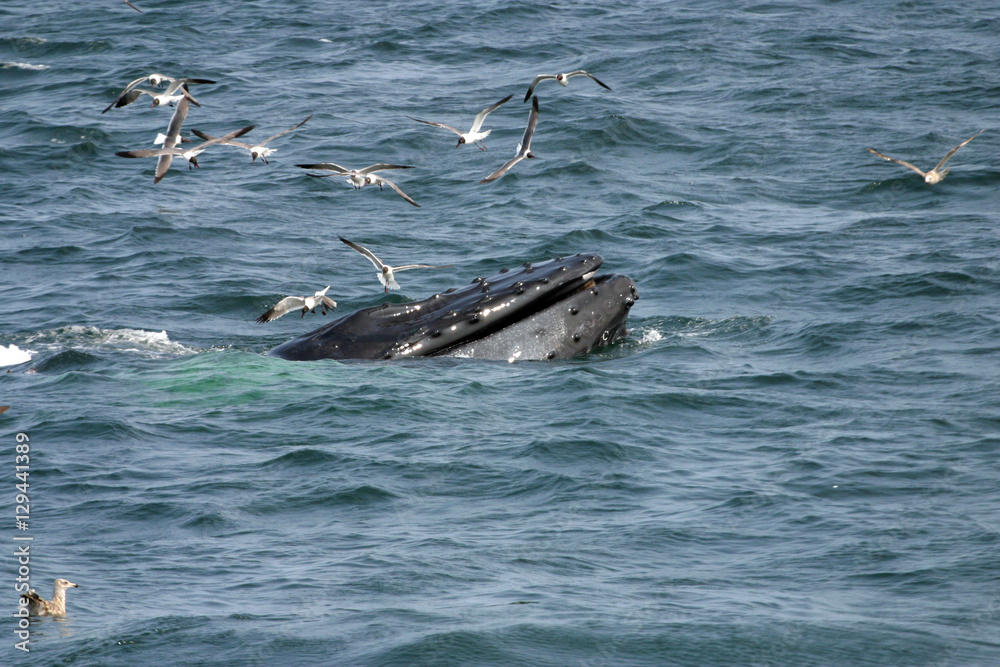 Fototapeta premium Humpback Whale bubble net feeding in North Atlantic Ocean