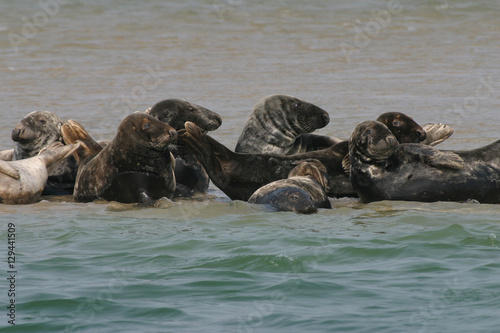 Seals hauled out on beaches in the Atlantic Ocean