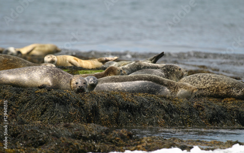 Seals hauled out on beaches in the Atlantic Ocean