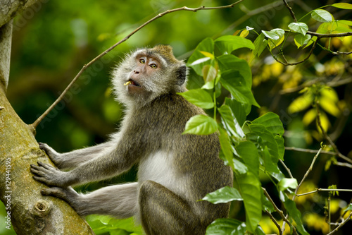 MAURITIUS wildlife - Macaque monkey (macaca fascicularis) in forest