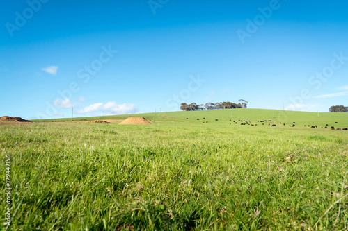 Generic green farmland with black cows standing along the ridge of a hill, with blue sky and fluffy white clouds behind.