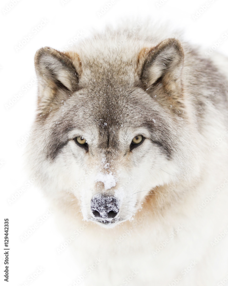 Fototapeta Popielaty wilk na białym tle, zima w  śniegu