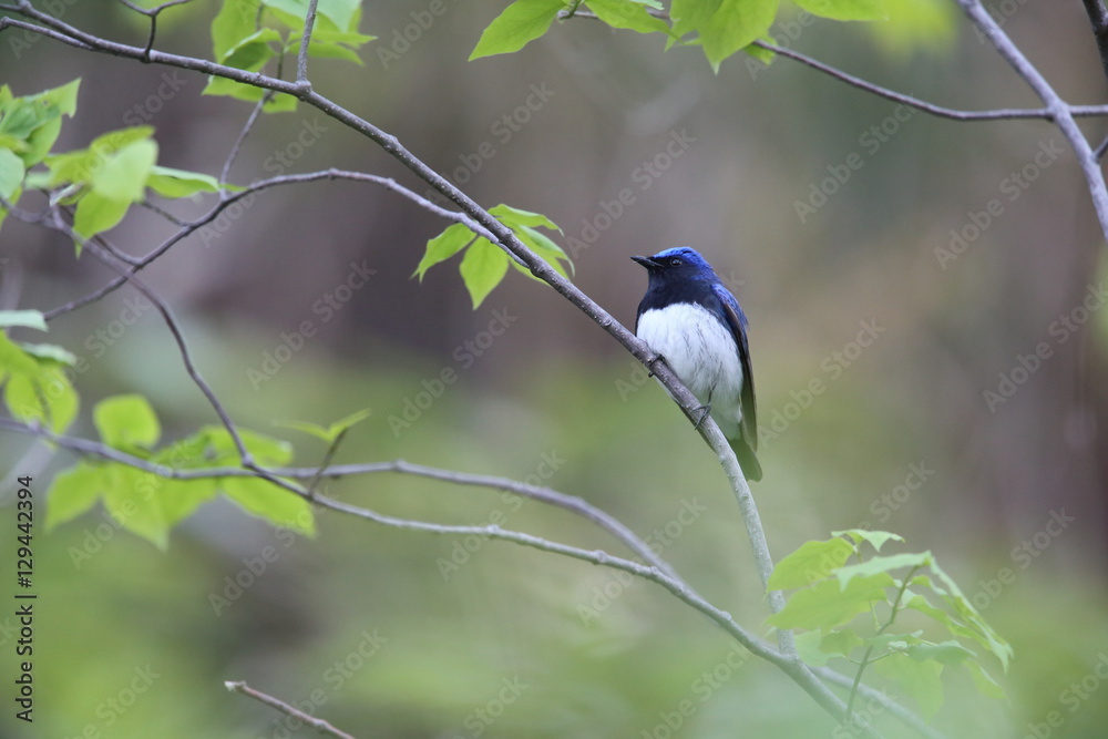 Obraz premium オオルリ,スズメ目,ヒタキ科,オオルリ属