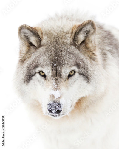 Timber wolf or Grey Wolf (Canis lupus) portrait isolated on white background walking in the winter snow in Canada