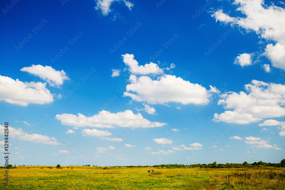 Obraz premium Blue sky with cumulus clouds and a grass field. Rural landscape. Trees on the horizon. Sunny summer day.