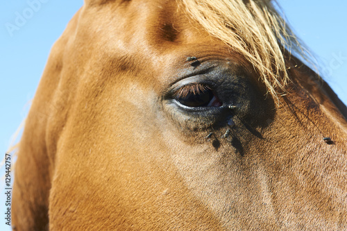 Close up of brown horse head tortured by flies in summer. Blue sky background    