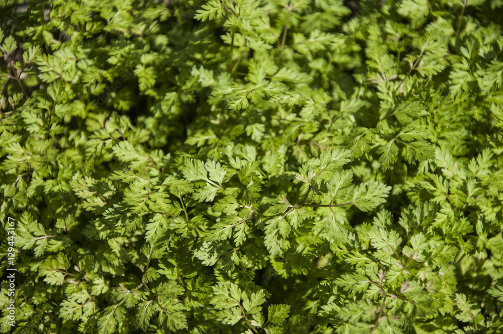 Close-up photo on herbs growing in the garden used for dishes