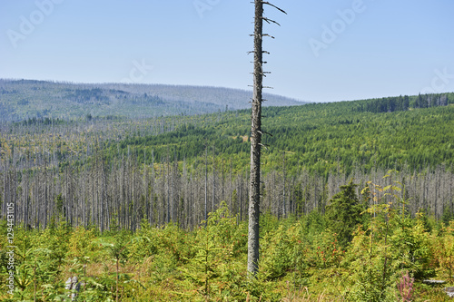Forest dieback by bark beetle infestations and Kyrill storm, Bavarian Forest - Sumava National Park border. Dead trees. Germany - Czech Republic