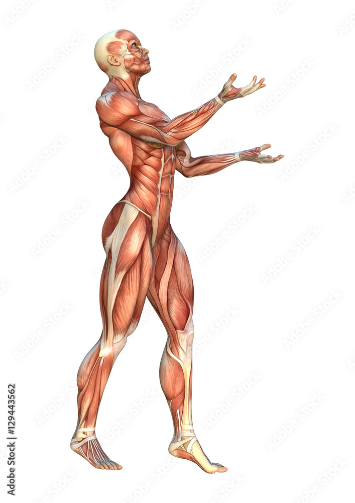 3D Rendering Muscle Maps