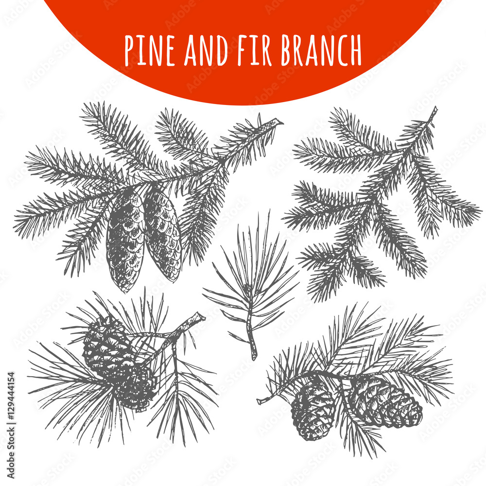 Christmas pine, fir tree branches and cones vector sketch - obrazy, fototapety, plakaty 