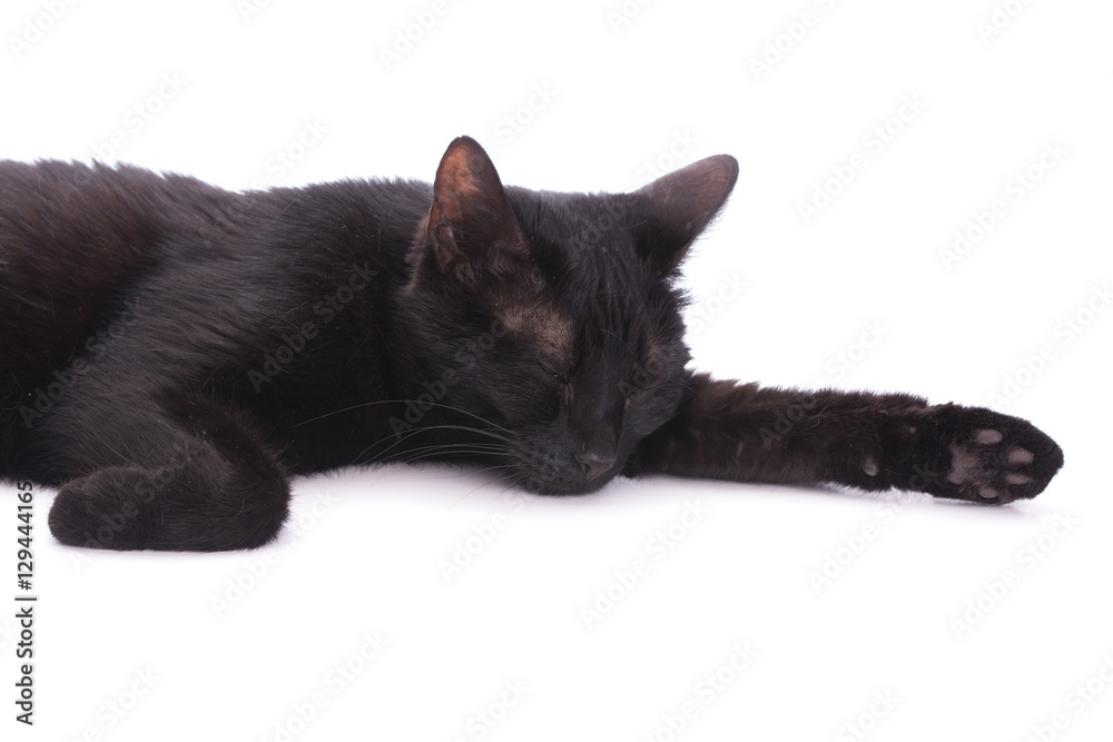 Fototapeta premium Black cat asleep on white, in a studio