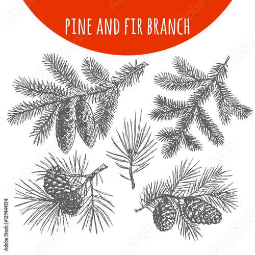 Christmas pine, fir tree branches and cones vector sketch