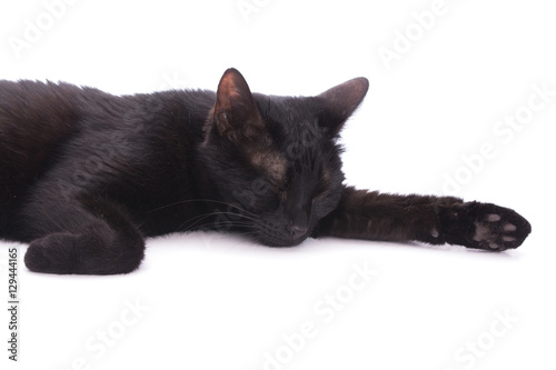 Black cat asleep on white, in a studio