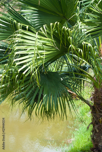 Palm Leaves - rain forest plants - vegetation of tropical forest