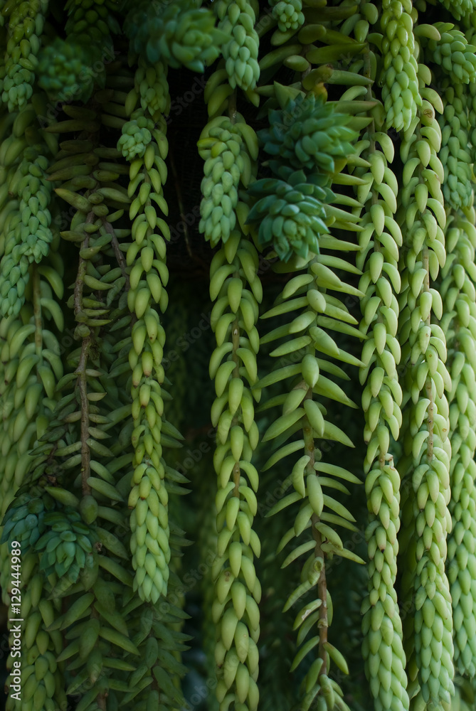 tropical exotic trees - rain forest plants - vegetation of tropical forest