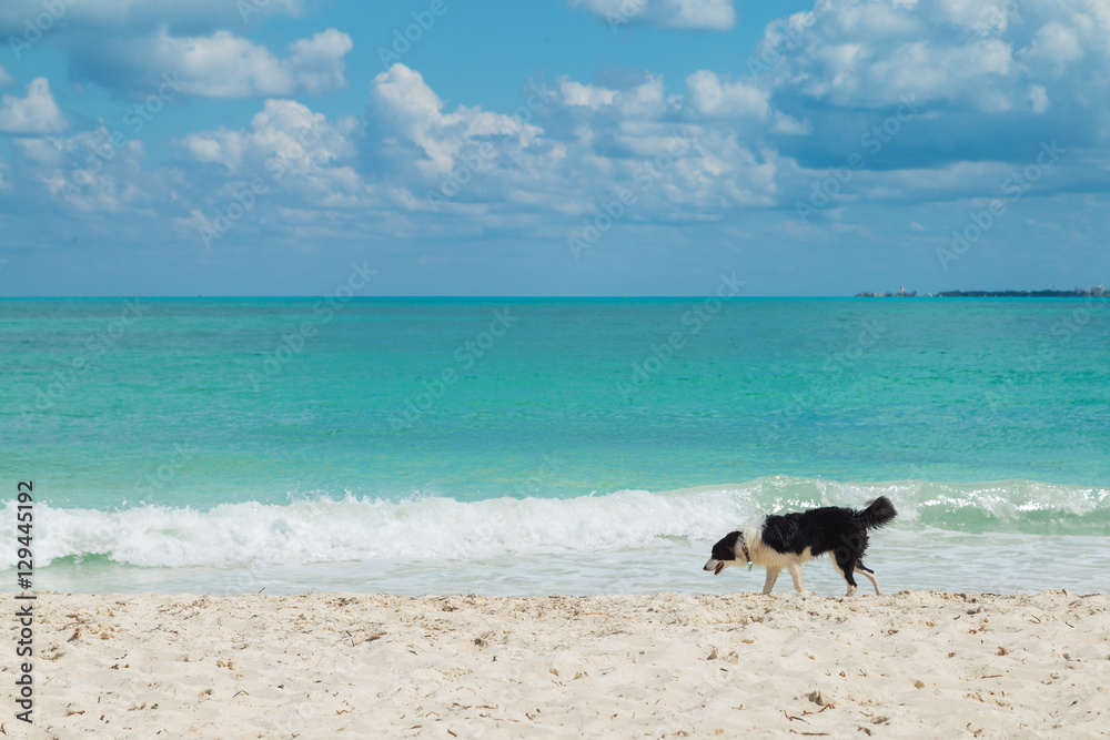 Border Collie on the beach / Dog on the beach / carribean Border Collie on the beach / Dog on the beach / carribean