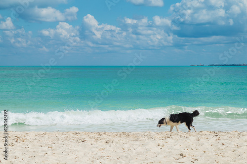 Border Collie on the beach / Dog on the beach / carribean