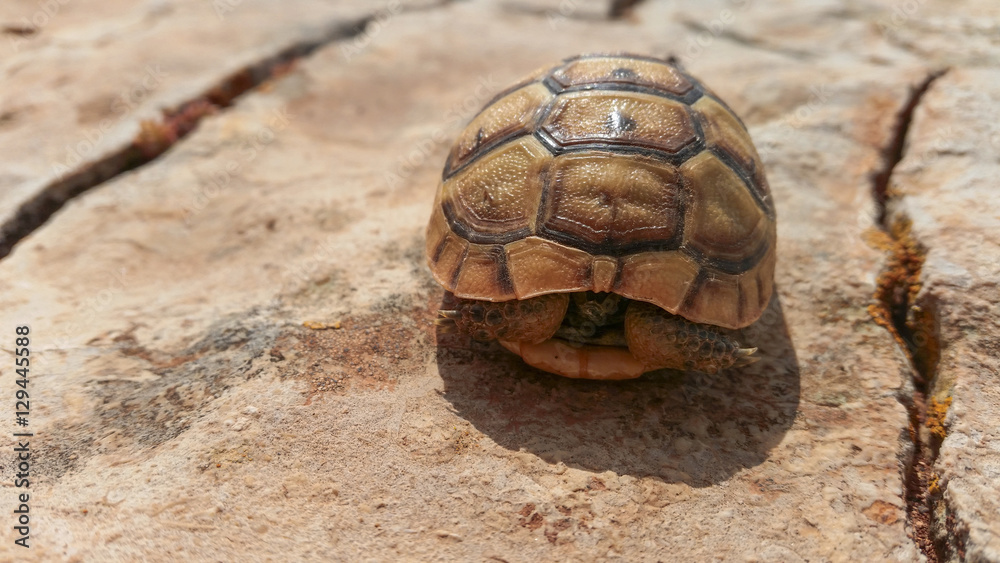 Fototapeta premium Kaplumbağa