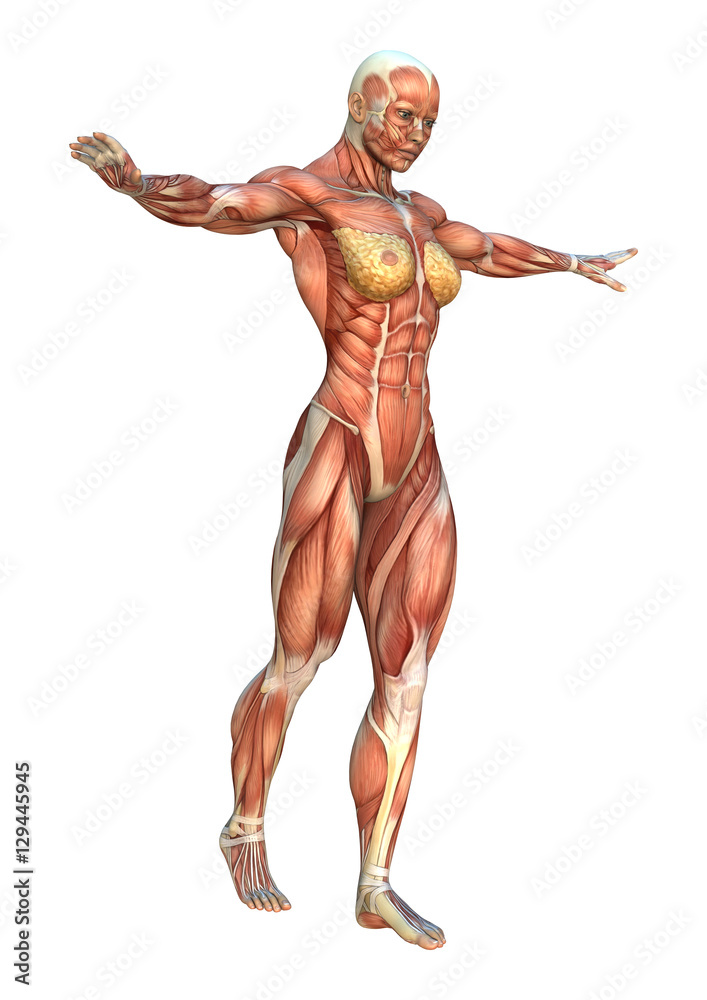 3D Rendering Muscle Maps 3D Rendering Muscle Maps