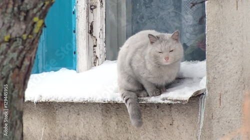 Gray cat sitting on the ledge outside. Winter day, snow, window photo