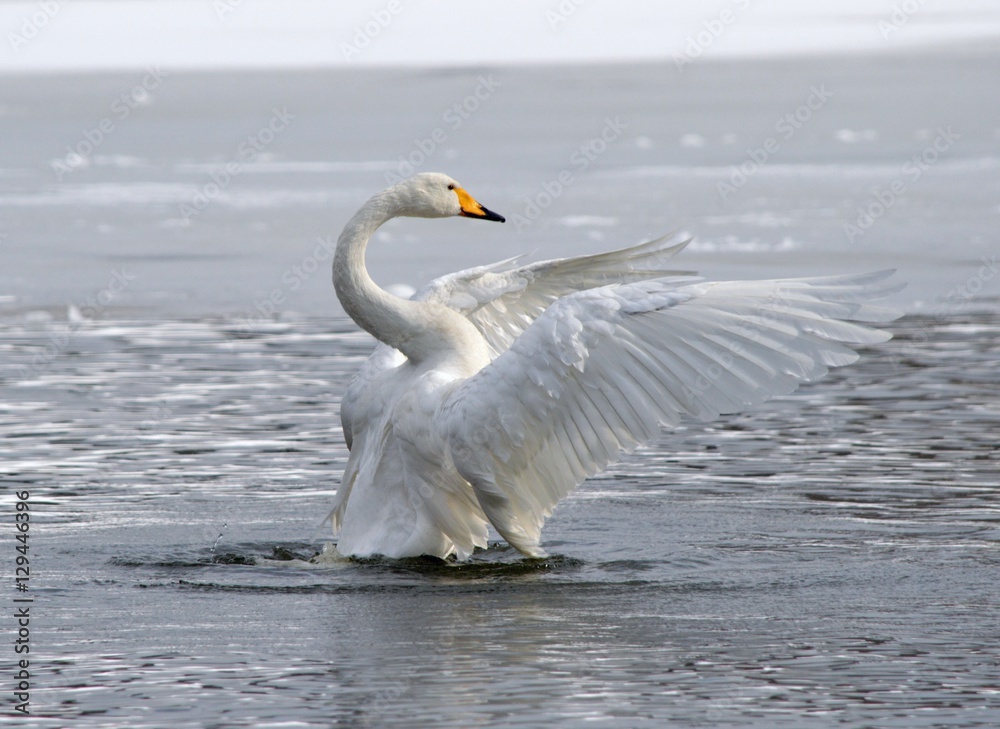 Obraz premium Trzepot łabędzia