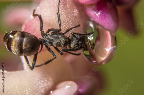 Macro Ant living (soft focus) photo