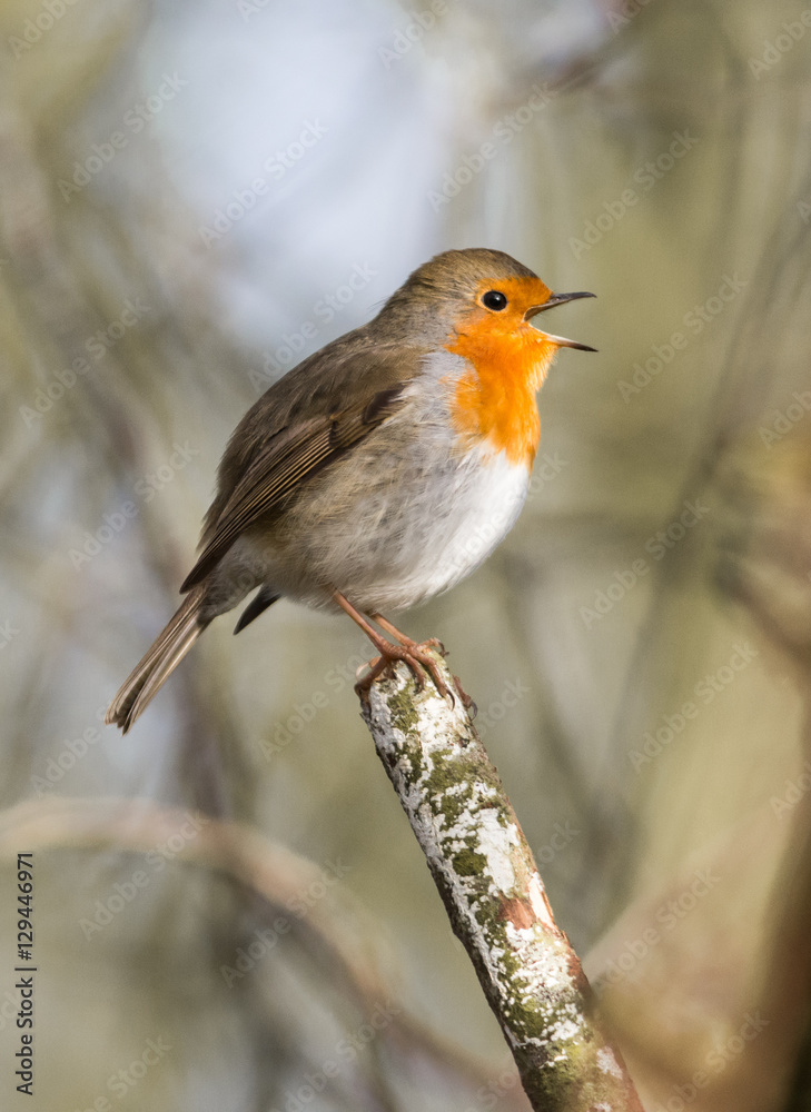 Red robin bird singing on the top of a tree branch during winter Red robin bird singing on the top of a tree branch during winter