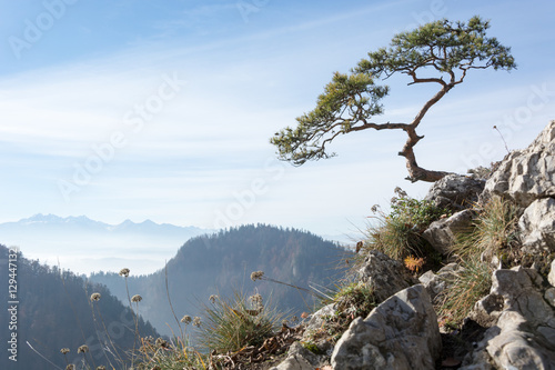 Old relic pine on Sokolica mountain