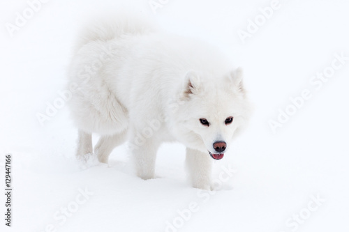 white Samoyed dog walks through the snow