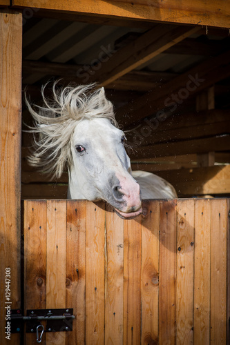 Funny portrait of white horse shaking mane