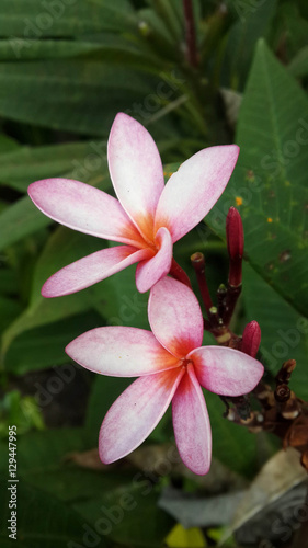 pink flower