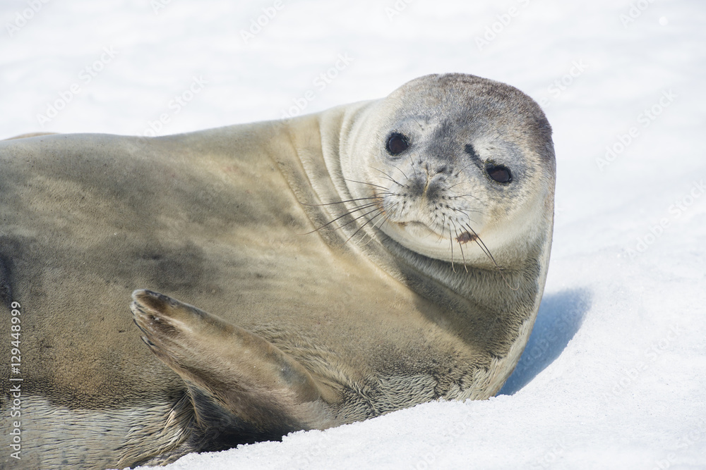 Fototapeta premium Seal on Ice