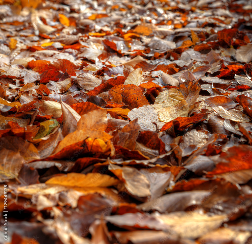 foliage foliage