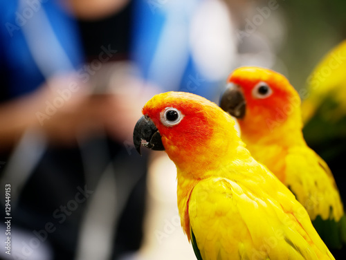 Conures relaxing with blur background.