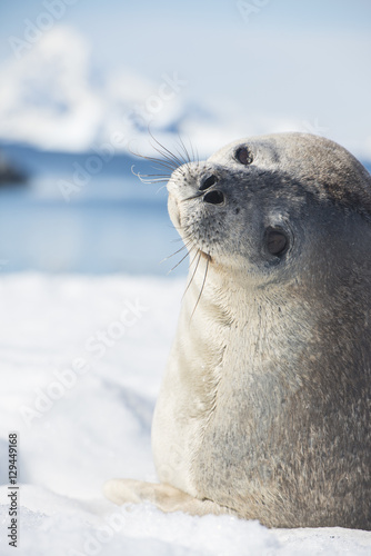 Glimpsing Seal