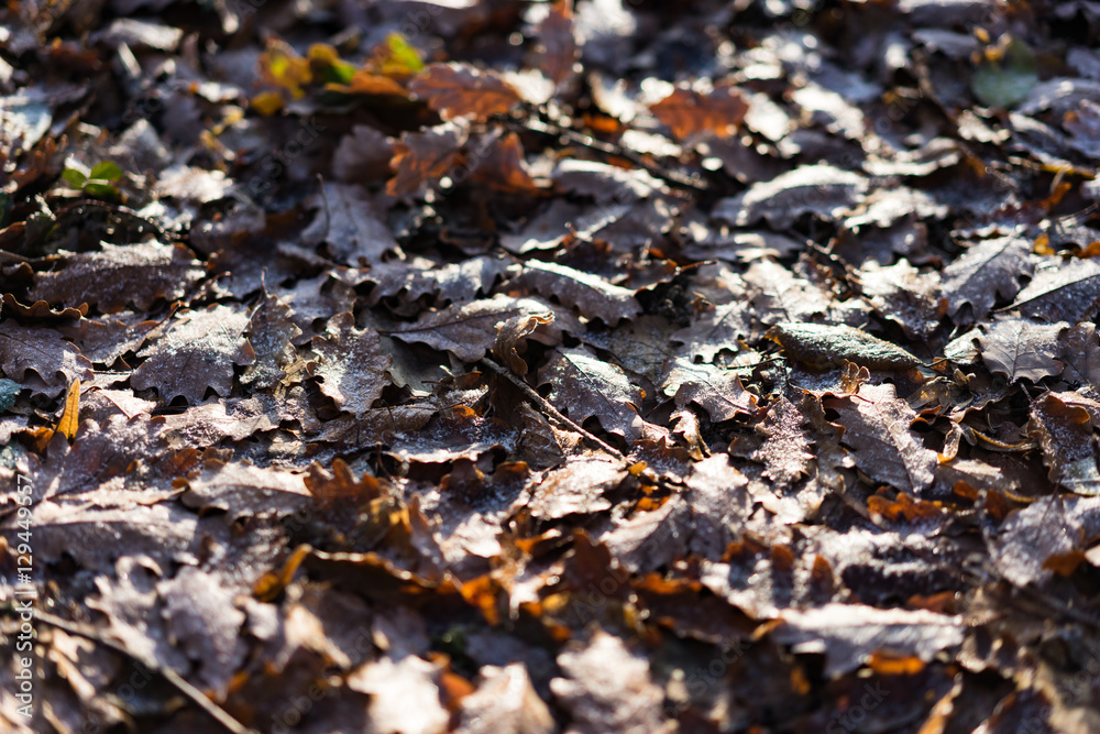 city park plants covered in frost city park plants covered in frost