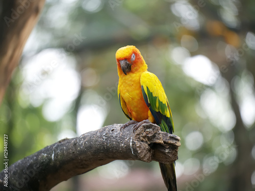 Conure relaxing on a tree with blur background