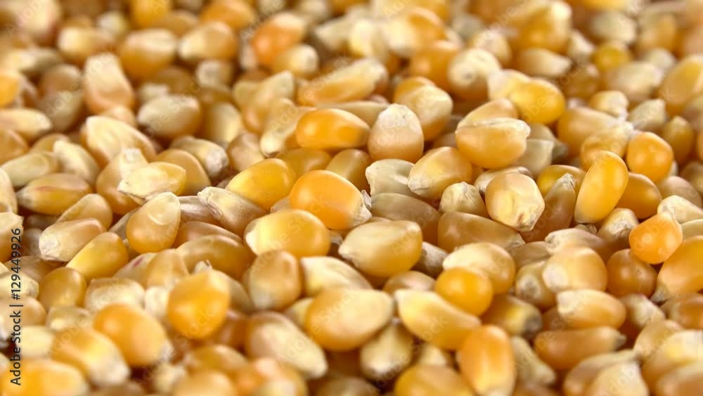 Fresh made Corn (dried) as not loopable 4K UHD footage Fresh made Corn (dried) as not loopable 4K UHD footage