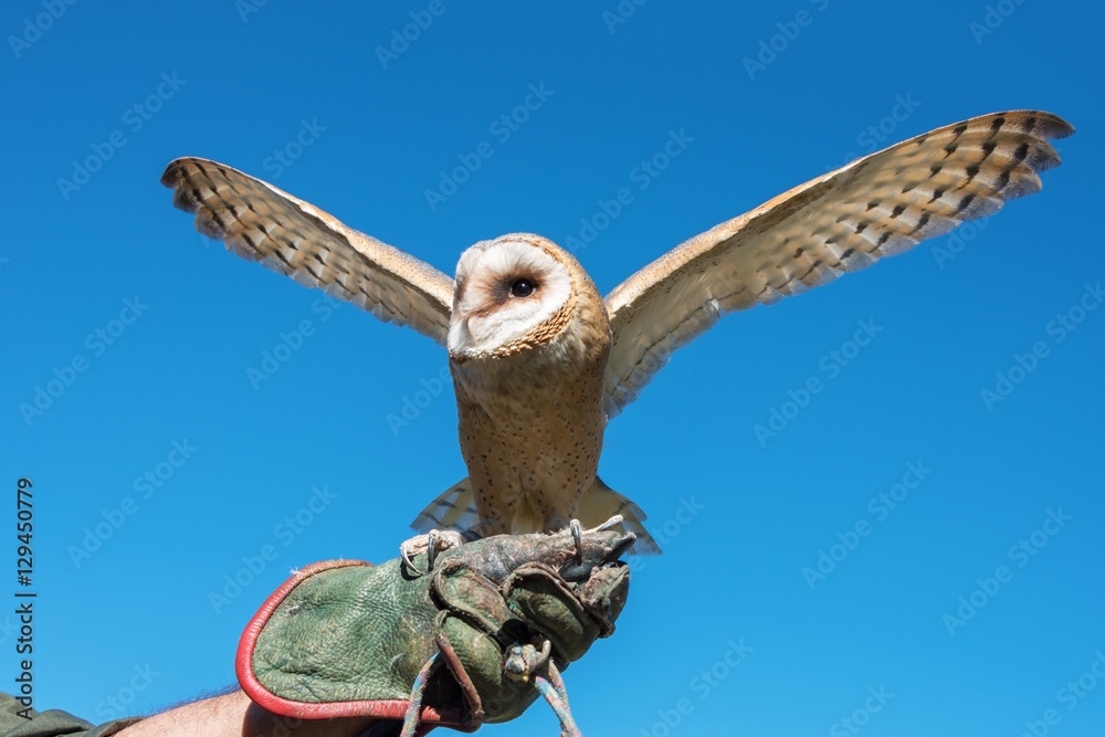 Fototapeta premium A barn owl flapping its wings on the hand of its owner