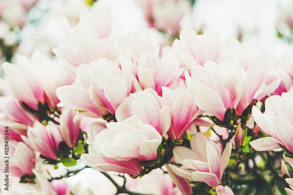 Obraz premium Blossoming of magnolia flowers in spring time